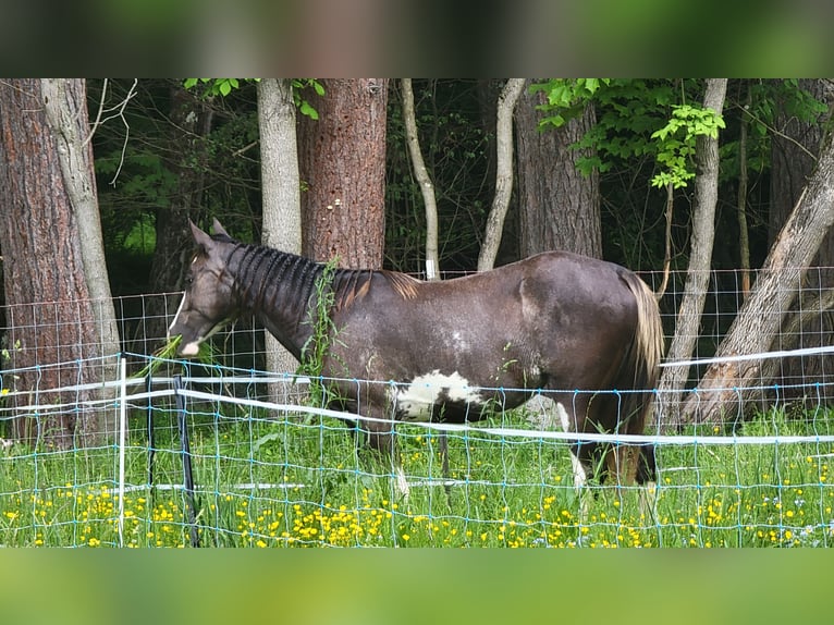 Kentucky Mountain Saddle Horse Mix Merrie 2 Jaar Sabino in Smethport