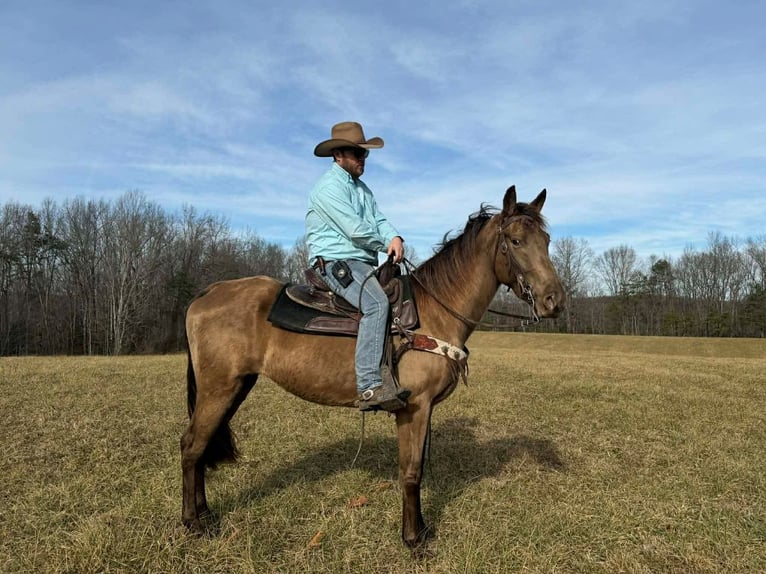 Kentucky Mountain Saddle Horse Merrie 4 Jaar 152 cm Roodbruin in Whitley City