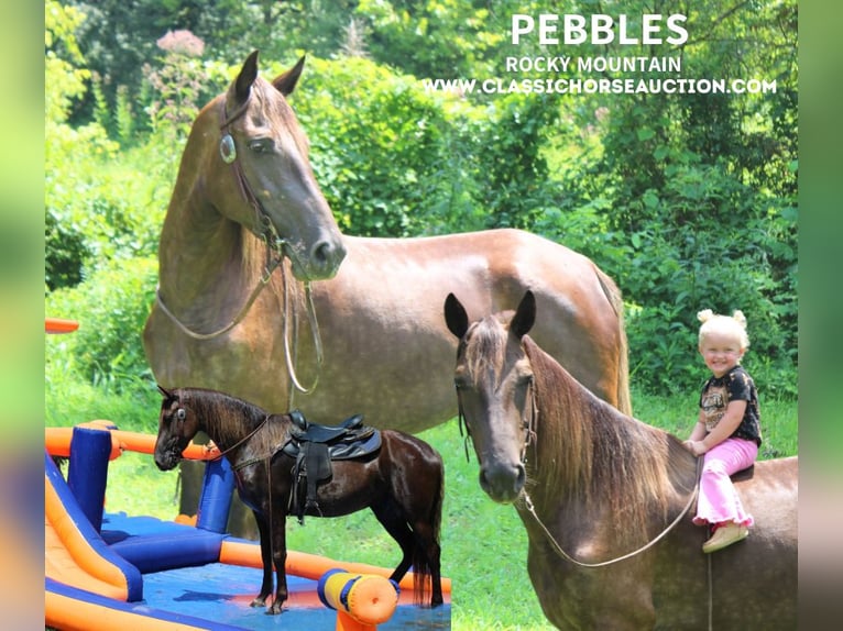 Kentucky Mountain Saddle Horse Merrie 5 Jaar 152 cm Roodbruin in Rockholds, KY