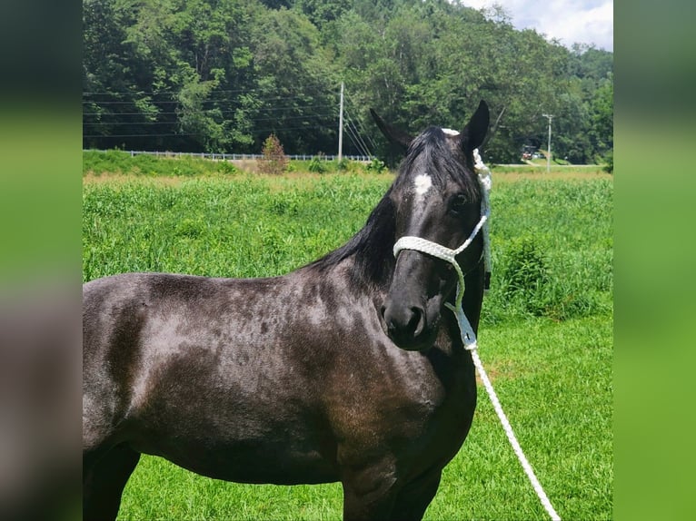 Kentucky Mountain Saddle Horse Merrie 7 Jaar 150 cm Schimmel in West Liberty KY