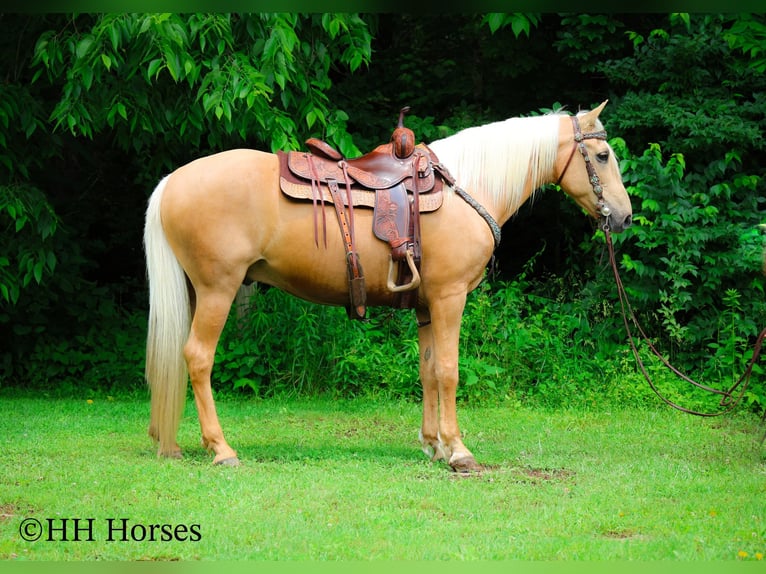 Kentucky Mountain Saddle Horse Ruin 10 Jaar 152 cm Palomino in Flemingsburg KY