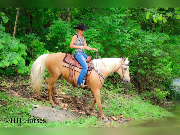 Kentucky Mountain Saddle Horse Ruin 10 Jaar 152 cm Palomino in Flemingsburg KY