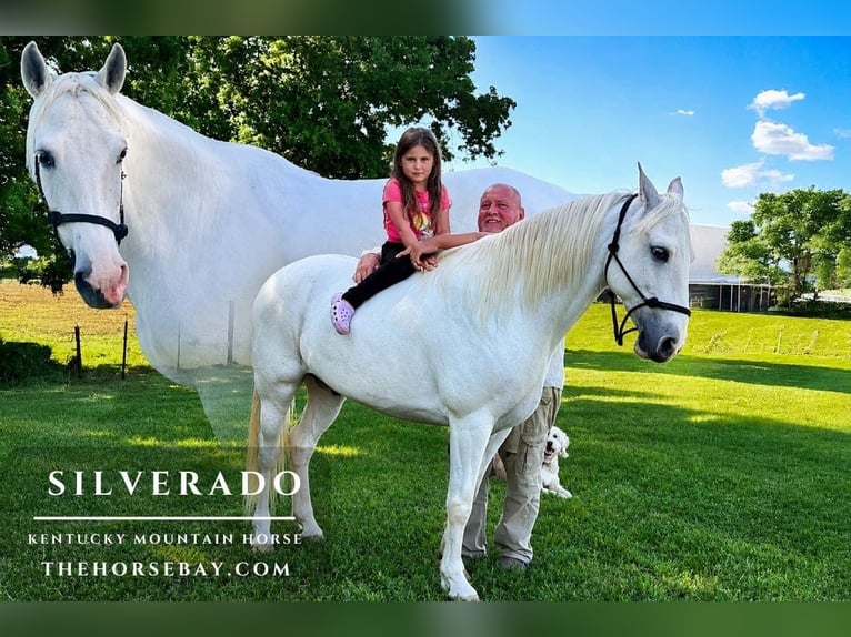 Kentucky Mountain Saddle Horse Ruin 10 Jaar 152 cm Wit in Campbellsville, KY
