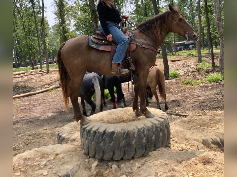 Kentucky Mountain Saddle Horse Ruin 10 Jaar Brauner in Ewing KY