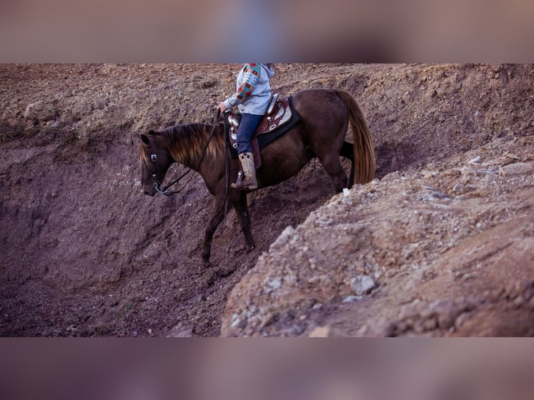 Kentucky Mountain Saddle Horse Ruin 10 Jaar Brauner in Ewing KY
