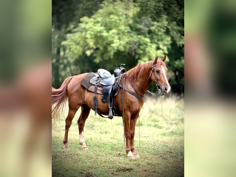 Kentucky Mountain Saddle Horse Ruin 11 Jaar 143 cm Roodvos in Canton