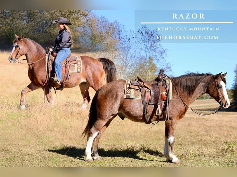 Kentucky Mountain Saddle Horse Ruin 11 Jaar 152 cm Roan-Bay in Mount Vernon, KY