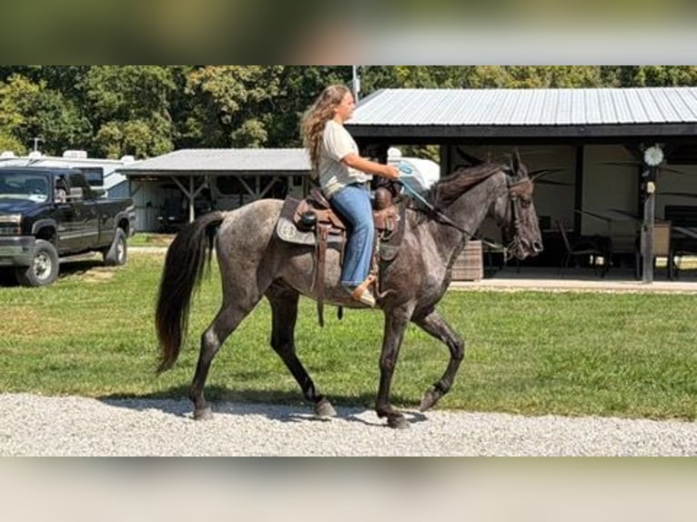 Kentucky Mountain Saddle Horse Ruin 11 Jaar 152 cm Roan-Blue in Felicity