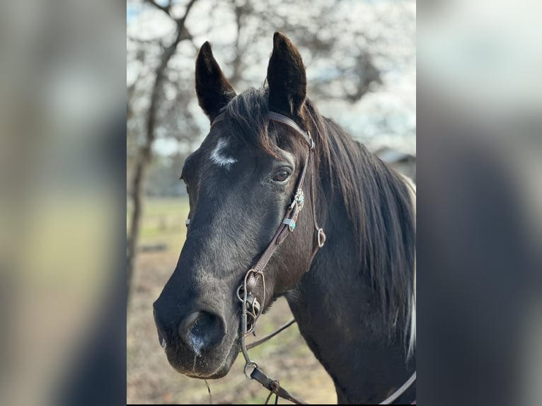 Kentucky Mountain Saddle Horse Ruin 11 Jaar 163 cm Gevlekt-paard in Warrenton