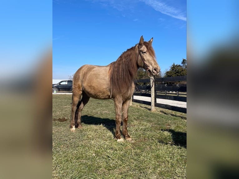 Kentucky Mountain Saddle Horse Ruin 12 Jaar 152 cm Champagne in Moscow OH