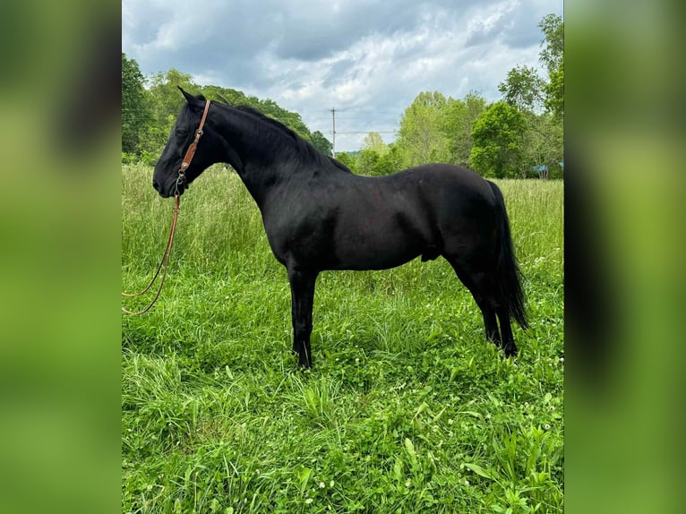 Kentucky Mountain Saddle Horse Ruin 12 Jaar 155 cm Zwart in Moscow OH