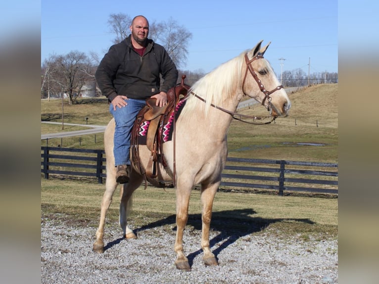 Kentucky Mountain Saddle Horse Ruin 12 Jaar 157 cm Palomino in Whitley City Ky