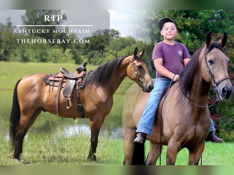 Kentucky Mountain Saddle Horse Ruin 12 Jaar Buckskin in Strunk, KY