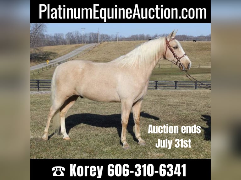 Kentucky Mountain Saddle Horse Ruin 13 Jaar 157 cm Palomino in Whitley City Ky