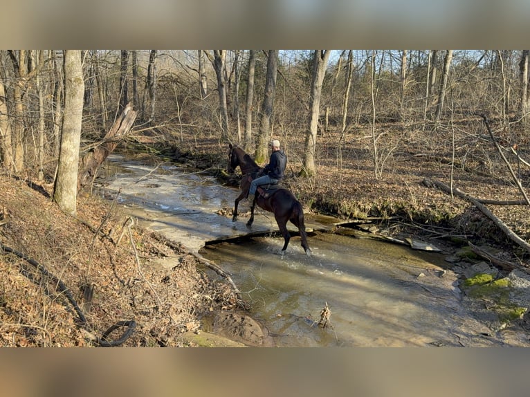 Kentucky Mountain Saddle Horse Ruin 14 Jaar 152 cm Zwart in Moscow