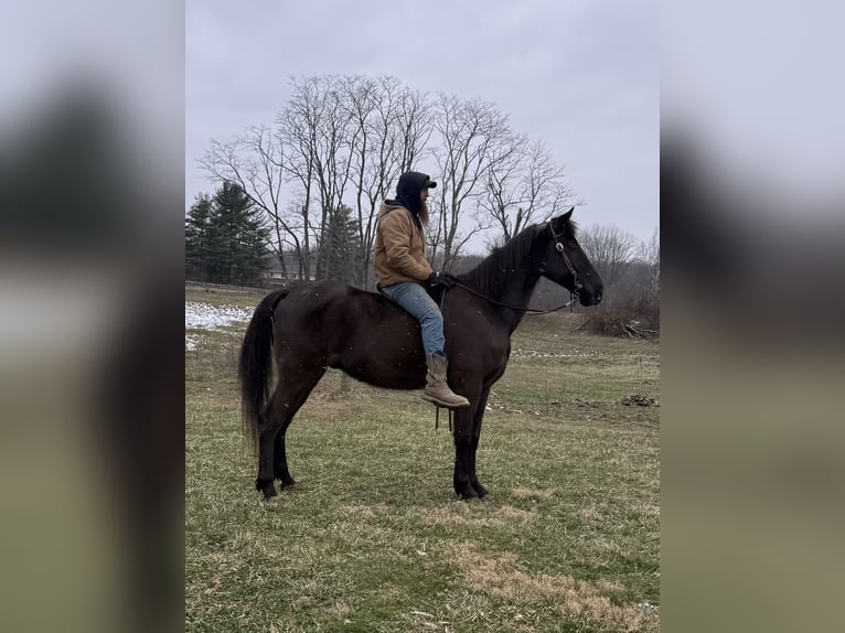 Kentucky Mountain Saddle Horse Ruin 14 Jaar 152 cm Zwart in Moscow