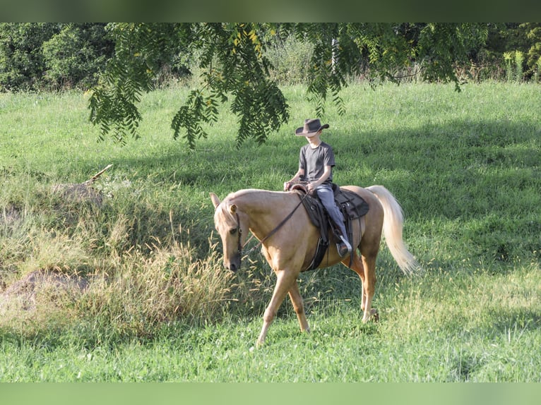 Kentucky Mountain Saddle Horse Ruin 14 Jaar Palomino in Needmore