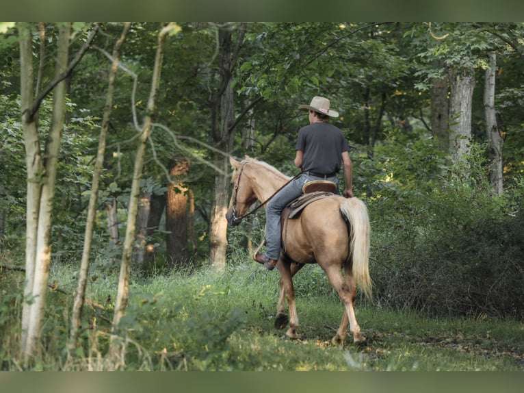 Kentucky Mountain Saddle Horse Ruin 14 Jaar Palomino in Needmore