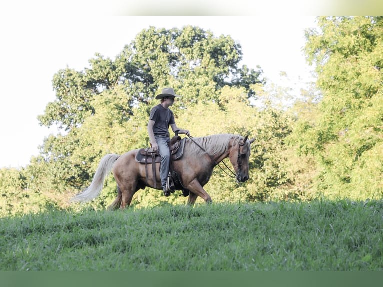 Kentucky Mountain Saddle Horse Ruin 14 Jaar Palomino in Needmore