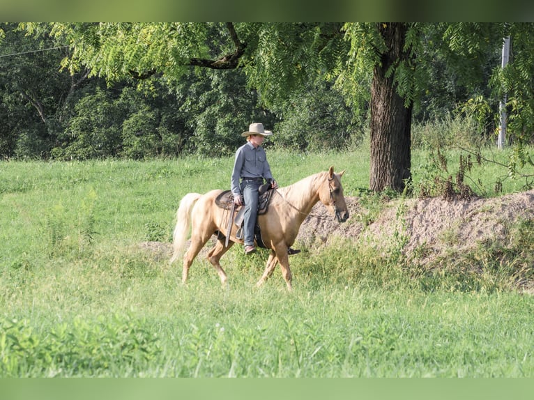 Kentucky Mountain Saddle Horse Ruin 14 Jaar Palomino in Needmore