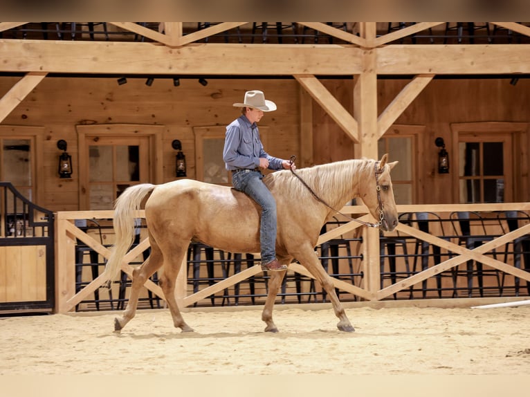 Kentucky Mountain Saddle Horse Ruin 14 Jaar Palomino in Needmore