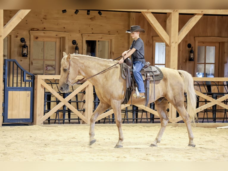 Kentucky Mountain Saddle Horse Ruin 14 Jaar Palomino in Needmore