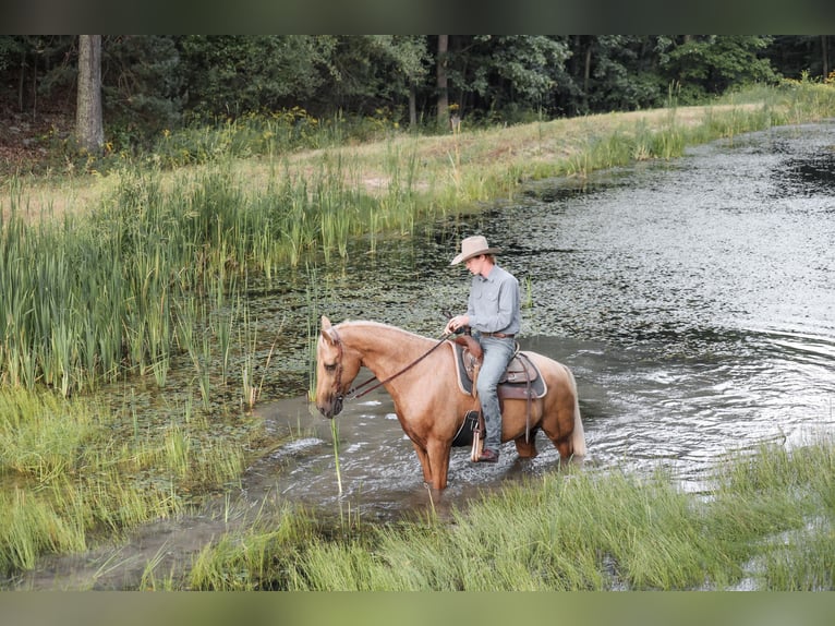 Kentucky Mountain Saddle Horse Ruin 14 Jaar Palomino in Needmore