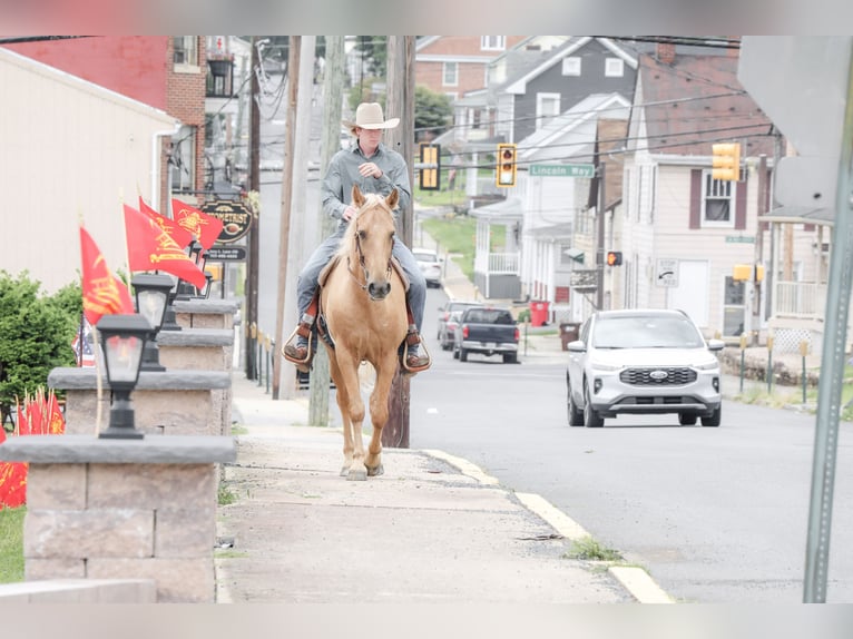 Kentucky Mountain Saddle Horse Ruin 14 Jaar Palomino in Needmore