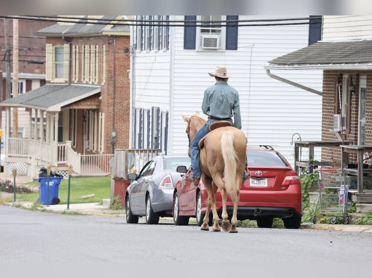 Kentucky Mountain Saddle Horse Ruin 14 Jaar Palomino in Needmore
