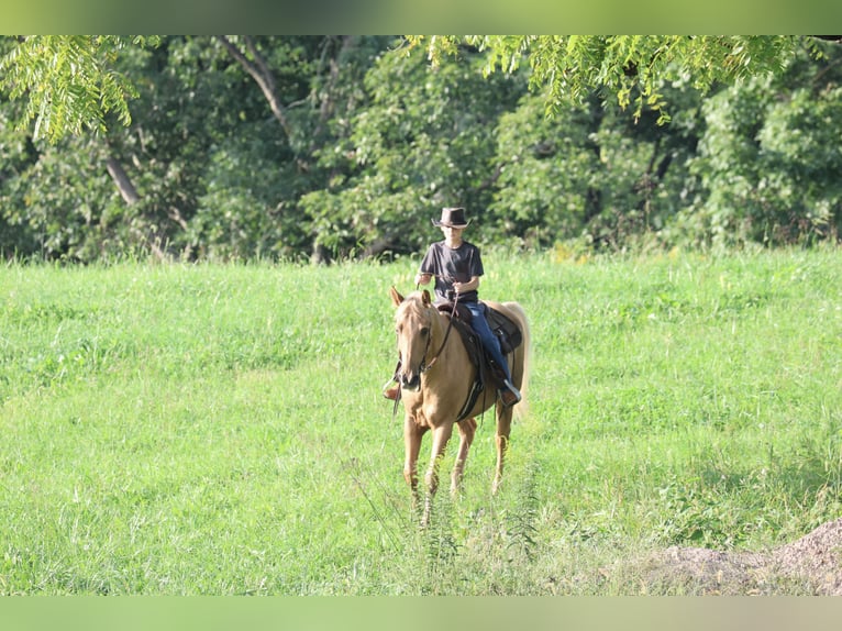 Kentucky Mountain Saddle Horse Ruin 14 Jaar Palomino in Needmore