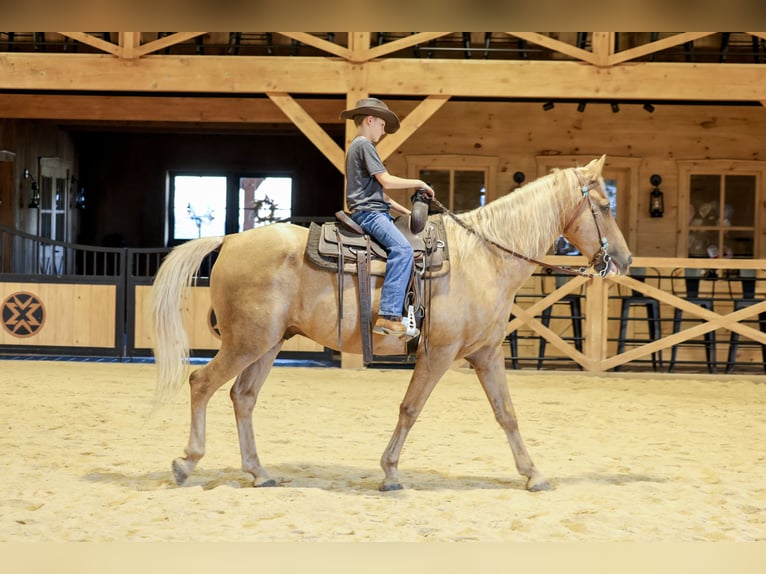 Kentucky Mountain Saddle Horse Ruin 14 Jaar Palomino in Needmore