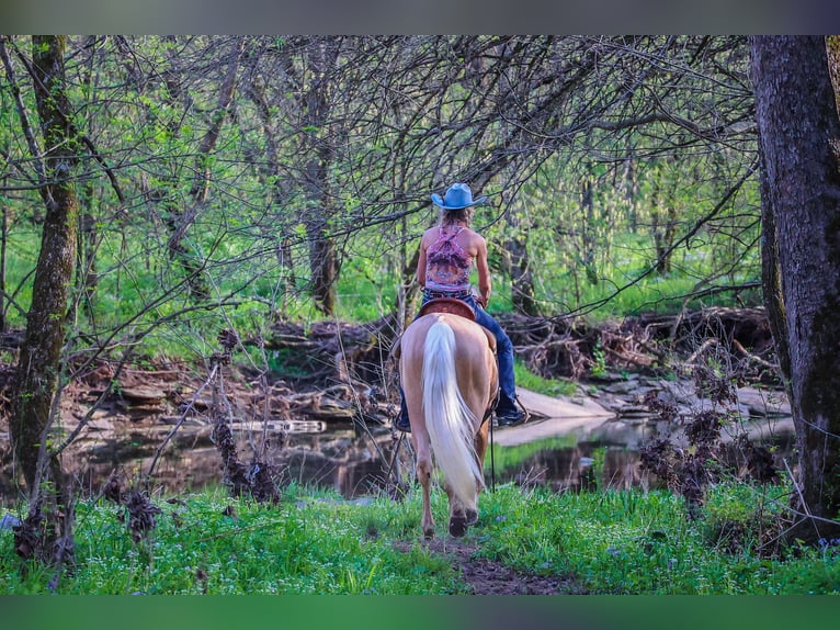 Kentucky Mountain Saddle Horse Ruin 4 Jaar 150 cm Palomino in Flemingsburg KY