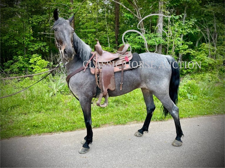 Kentucky Mountain Saddle Horse Ruin 5 Jaar 152 cm Roodbruin in JEFFERSONVILLE, KY