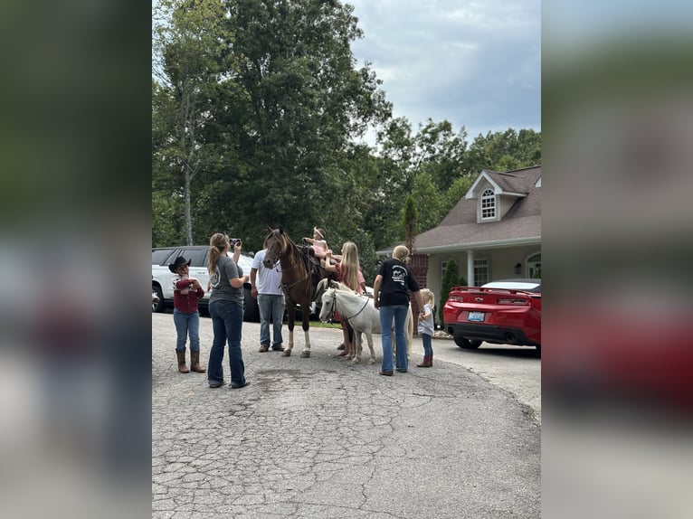 Kentucky Mountain Saddle Horse Ruin 6 Jaar 147 cm Champagne in Mount Vernon Kentucky Mountain Saddle Horse Ruin 6 Jaar 147 cm Champagne in Mount Vernon