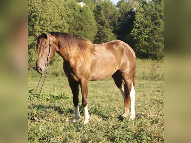 Kentucky Mountain Saddle Horse Ruin 6 Jaar 147 cm Champagne in Mount Vernon Kentucky Mountain Saddle Horse Ruin 6 Jaar 147 cm Champagne in Mount Vernon
