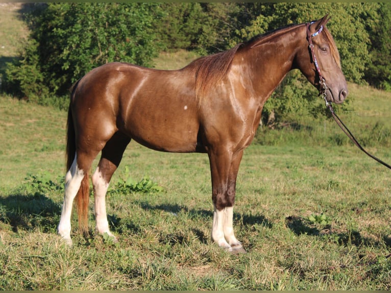 Kentucky Mountain Saddle Horse Ruin 6 Jaar 147 cm Champagne in Mount Vernon Kentucky Mountain Saddle Horse Ruin 6 Jaar 147 cm Champagne in Mount Vernon