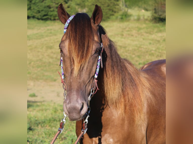 Kentucky Mountain Saddle Horse Ruin 6 Jaar 147 cm Champagne in Mount Vernon Kentucky Mountain Saddle Horse Ruin 6 Jaar 147 cm Champagne in Mount Vernon