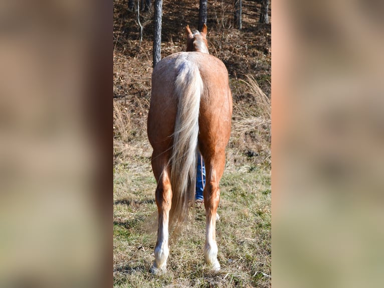 Kentucky Mountain Saddle Horse Ruin 7 Jaar 152 cm Palomino in Salyersville KY