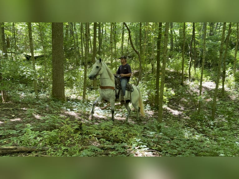 Kentucky Mountain Saddle Horse Ruin 7 Jaar 157 cm Schimmel in West Liberty Kentucky Mountain Saddle Horse Ruin 7 Jaar 157 cm Schimmel in West Liberty