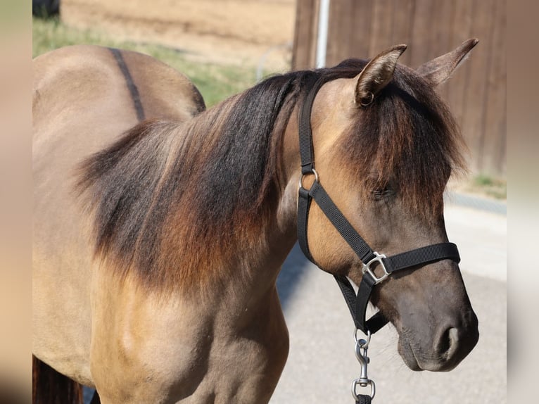 Kentucky Mountain Saddle Horse Semental 1 año 150 cm Grullo in Tragwein