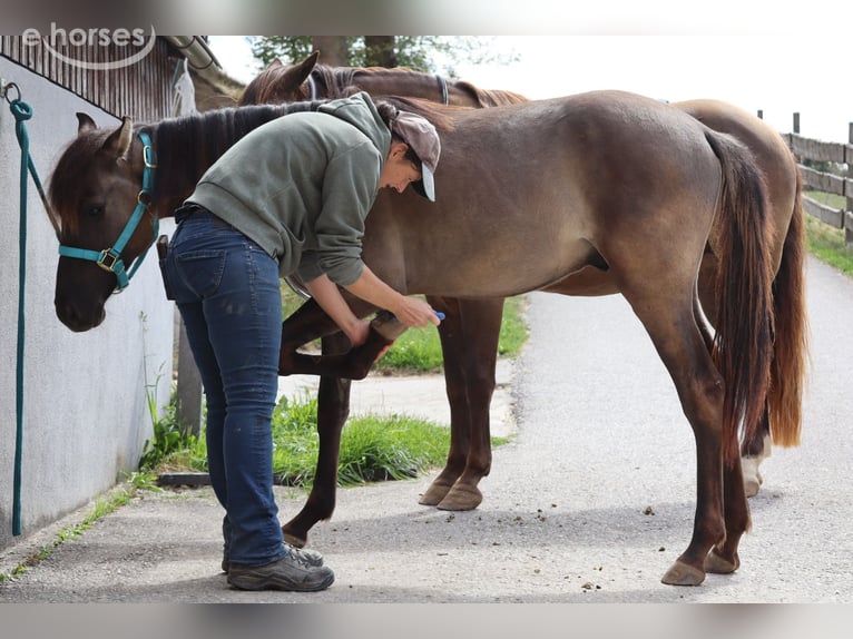 Kentucky Mountain Saddle Horse Semental 1 año 150 cm Grullo in Tragwein