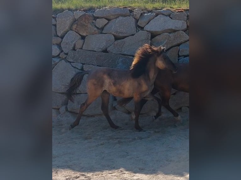 Kentucky Mountain Saddle Horse Stallion 1 year 14.2 hh Grullo in Tragwein