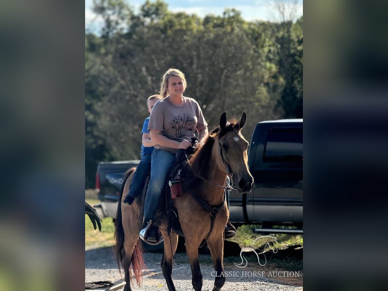 Kentucky Mountain Saddle Horse Sto 4 år 152 cm Gulbrun in Parkers Lake