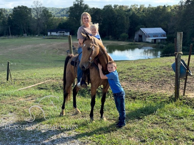 Kentucky Mountain Saddle Horse Sto 4 år 152 cm Gulbrun in Parkers Lake