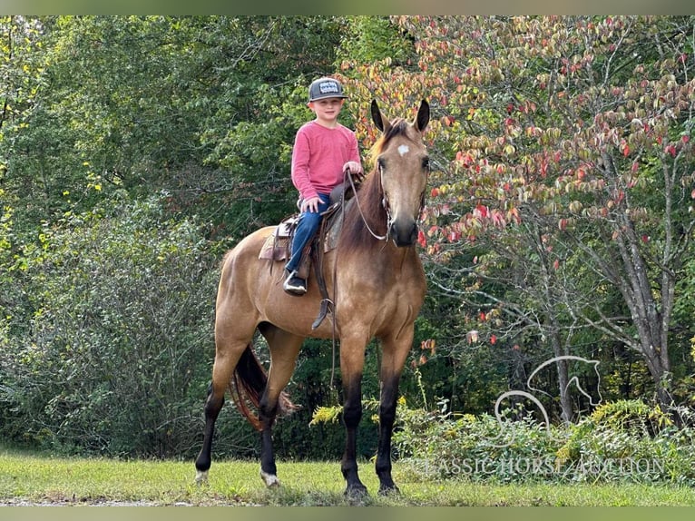 Kentucky Mountain Saddle Horse Sto 4 år 152 cm Gulbrun in Parkers Lake