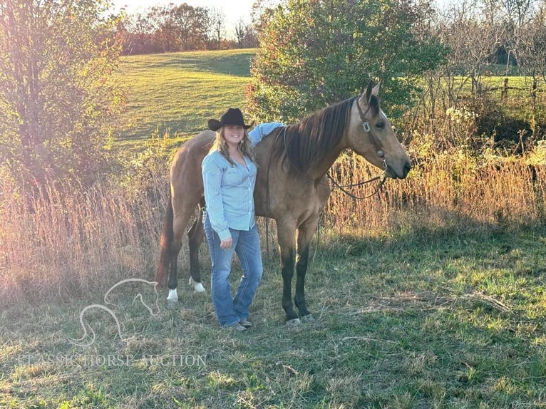 Kentucky Mountain Saddle Horse Sto 4 år 152 cm Gulbrun in Parkers Lake