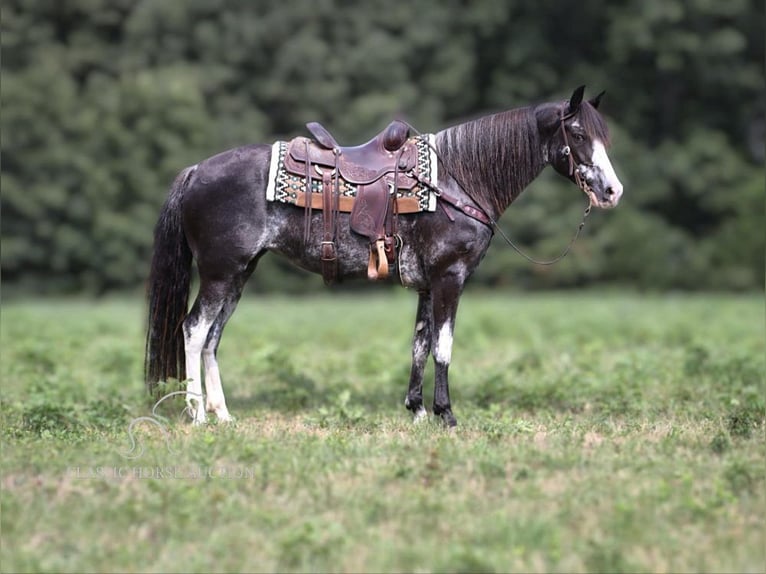 Kentucky Mountain Saddle Horse Sto 7 år 152 cm Grå in Gerald, MO