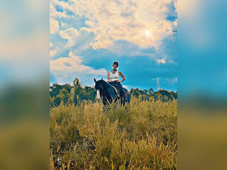 Kentucky Mountain Saddle Horse Sto 7 år 152 cm Grå in Gerald, MO