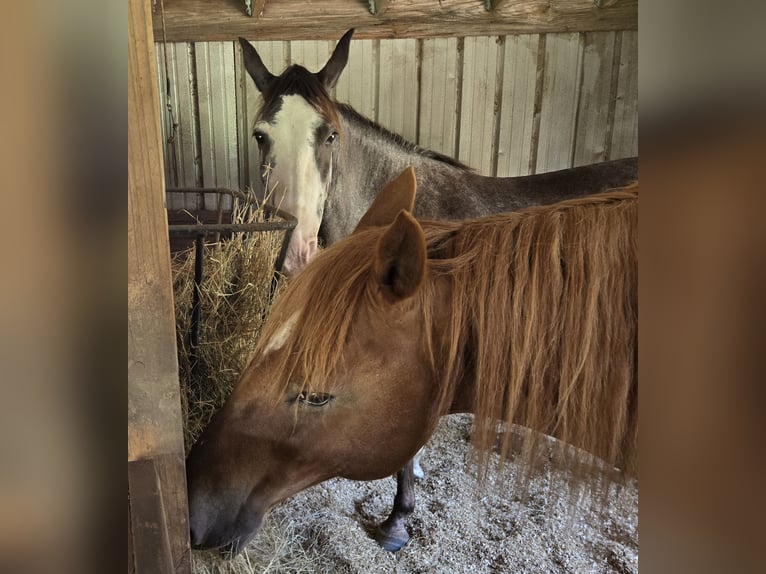 Kentucky Mountain Saddle Horse Stute 10 Jahre 152 cm Roan-Blue in Milton