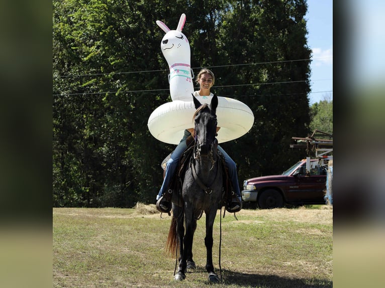 Kentucky Mountain Saddle Horse Stute 12 Jahre 147 cm Roan-Blue in Sedalia Kentucky Mountain Saddle Horse Stute 12 Jahre 147 cm Roan-Blue in Sedalia